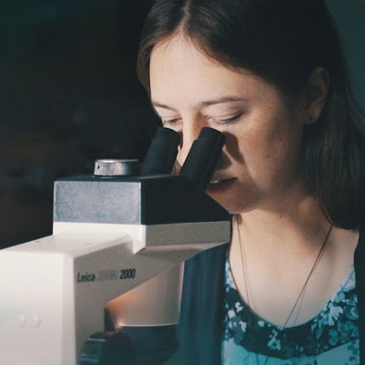 A student looks into a microscope