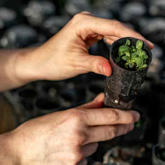 Hands hold a plant growing in a small container