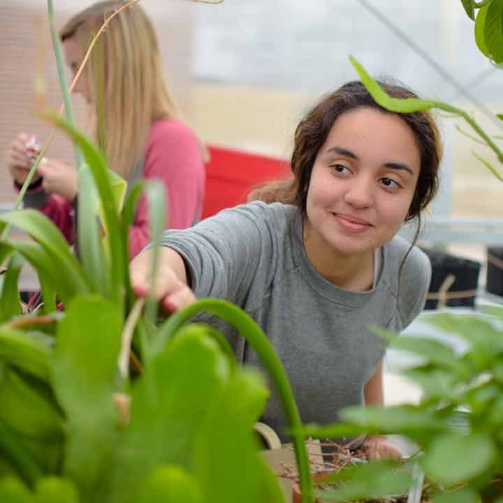 A student in the Westerman Hall greenhouse researching plants