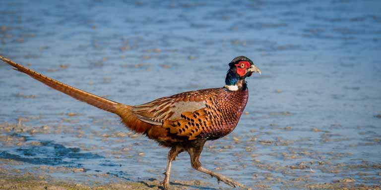 A pheasant near a body of water